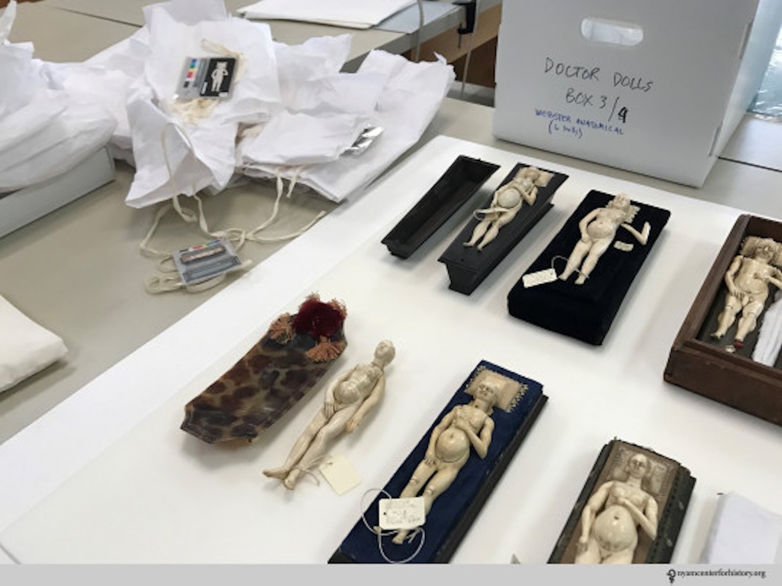 Before rehousing anatomical manikins